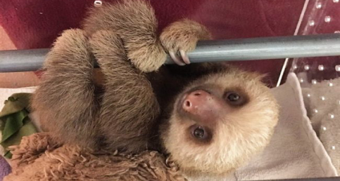 You Haven't Lived Until You've Heard Baby Sloths Having A Conversation