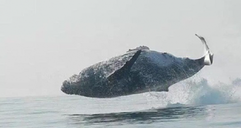 An Incredible Footage of a 40-Ton Whale Jumping out of the Ocean Goes Viral