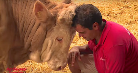 Chained Bull Finally Feels Exuberant Freedom For the First Time 