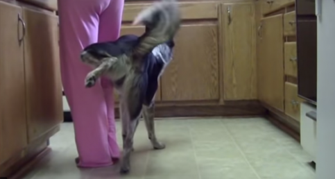 He Told His Dog To Pee On His Wife's Leg. Now Watch The Pooch's Next Move...OMG!