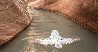 Hikers find owl 'swimming' for its life after getting caught in flooded canyon