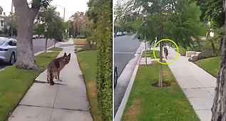 Watch This German Shepherd's Reaction When He Realizes His Owner's Not Behind Him Anymore