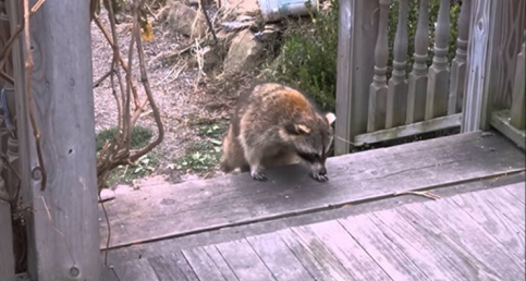 Woman Gives Food to Blind Raccoon, Then Hits Records When He Brings His 2 Tiny "Bodyguards"