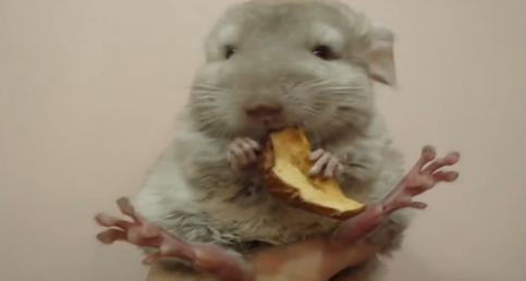 A Cute Chinchilla Eating A Dried Apple Is The Best Thing You'll See Today