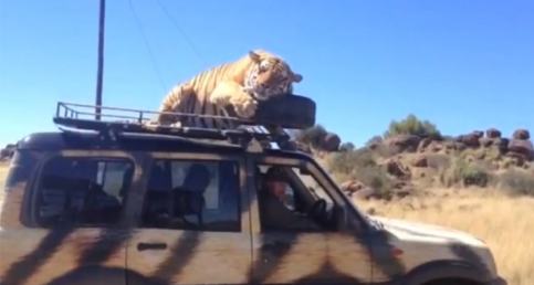 I'm too tyred to walk!Tiger falls asleep on top of a tour SUV, uses spare tire as a pillow