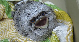 Rescued Tawny frogmouth Eats From The Hand Of Caretaker
