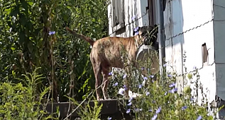 Homeless Dog Carries His Food Bowl Everywhere Hoping Someone Would Feed Him