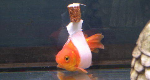 Man Makes A Makeshift "Wheelchair" To Help His Disabled GoldFish Swim