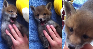 Orphaned Baby Fox Loves Belly Rubs