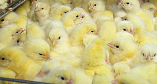 Switzerland Just Banned The Egg Industry From Grinding Male Chicks