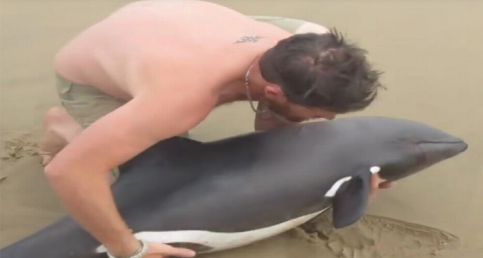 Young Dolphin Rescued By Quick-Thinking Tour Guide Swims Away Safely In Touching Footage