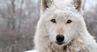 Beauty Of An Arctic Wolf Captured In Just Two Minutes
