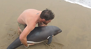 Young Dolphin Rescued By Quick-Thinking Tour Guide Swims Away Safely In Touching Footage