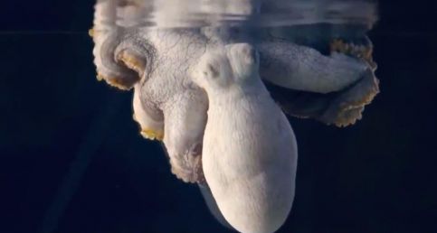 Incredible Footage Captures A Sleeping Octopus Changing Colour While Dreaming