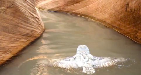 Rare Sight: A Baby Great Horned Owl Captured By Hikers While Swimming In Search of Dry Land